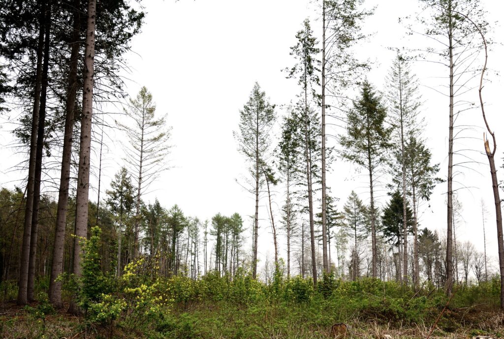 Die Bedeutung von Aufforstung und Waldschutz im Klimaschutz